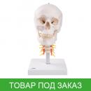 Классический череп с шейным отделом позвоночника
