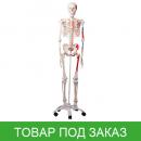 Модель скелета человека Макс с мышцами