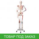 Модель скелета человека Сэм специальная