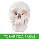 Модель черепа человека, классическая