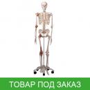 Модель скелета человека Лео с суставными связками