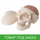 Модель черепа - классический череп с мозгом